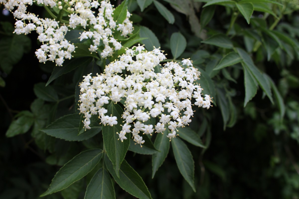 Sambucus javanica subsp. chinensis (Lindl.) Fukuoka